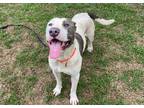 Adopt Ronaldo a American Staffordshire Terrier / Boxer / Mixed dog in