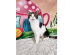 Adopt Pepita a Brown Tabby Domestic Shorthair (short coat) cat in Greensburg