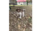 Adopt Tumbleweed a Black - with White German Shorthaired Pointer / Mixed dog in