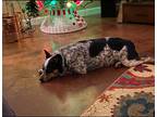 Adopt Gypsy a Black - with Gray or Silver Australian Cattle Dog / Australian