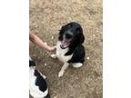 Adopt Crayola a Black - with White Australian Shepherd / Mixed dog in Boise