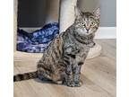 Adopt Ginny a Brown Tabby Domestic Shorthair (short coat) cat in Fort Mill