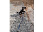 Adopt Eddie a Black - with Brown, Red, Golden, Orange or Chestnut Rottweiler /
