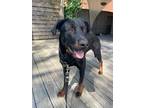 Adopt Gryphon a Black - with Tan, Yellow or Fawn Beauceron / Shepherd (Unknown