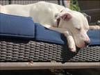 Adopt Pongo a White - with Black American Pit Bull Terrier / Boxer / Mixed dog