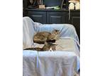 Adopt Nala a Brown Tabby Domestic Longhair / Mixed (long coat) cat in Kilgore