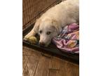 Adopt Archie a White Great Pyrenees / Mixed dog in Canal Winchester