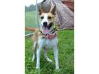 Adopt Amanda - Adoptable a Carolina Dog / Mixed Breed (Medium) / Mixed dog in