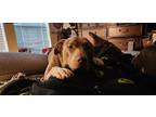 Adopt Ruby a Brown/Chocolate - with White Staffordshire Bull Terrier / Husky /