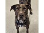 Adopt Archer a Merle Catahoula Leopard Dog / Mixed Breed (Medium) dog in