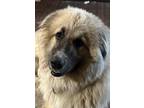 Adopt Daisy Mae. SJ a White - with Black Anatolian Shepherd / Great Pyrenees /