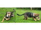 Adopt Minta a Black - with Tan, Yellow or Fawn Dachshund / Mixed dog in