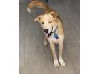 Adopt Max a Tan/Yellow/Fawn - with White Australian Shepherd / Husky / Mixed dog