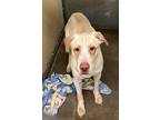 Adopt Eli - Yellow Lab mix in #4 a Tan/Yellow/Fawn - with White Labrador