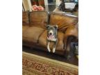 Adopt FINN a White - with Gray or Silver Mutt / Mixed dog in Rosenberg