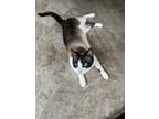 Adopt Kiko a Tan or Fawn (Mostly) Siamese (short coat) cat in North