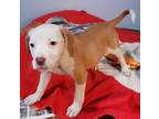 Adopt Petunia a Tan/Yellow/Fawn - with White Pit Bull Terrier / Labrador