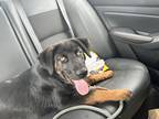 Adopt Ozzy a Black - with Brown, Red, Golden, Orange or Chestnut German Shepherd