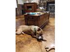 Adopt Lola a Tan/Yellow/Fawn - with White American Pit Bull Terrier / Mixed dog