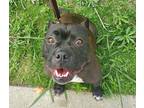 Adopt Laffy a American Pit Bull Terrier / Mixed dog in Oceanside, CA (41487988)