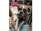 Adopt CHEEKY a Tan/Yellow/Fawn Boxer dog in Westminster, CO (41483005)