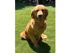 Adopt Sadie the golden a Red/Golden/Orange/Chestnut Golden Retriever / Mixed dog