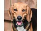 Adopt Arthur a Tricolor (Tan/Brown & Black & White) Beagle / Mixed dog in