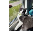 Adopt Theo a Black & White or Tuxedo Domestic Shorthair / Mixed (medium coat)