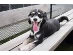 Adopt Buddy a Black - with White Border Collie / Spaniel (Unknown Type) / Mixed
