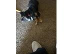 Adopt Shaun a Black - with Tan, Yellow or Fawn Fox Terrier (Smooth) / Terrier
