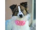 Adopt Ava a Border Collie / Mixed dog in Vallejo, CA (41487876)