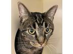 Adopt Oliver a Domestic Shorthair / Mixed cat in Silverdale, WA (41487871)