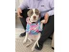 Adopt Nova a White - with Brown or Chocolate American Pit Bull Terrier / Mixed