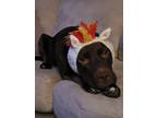 Adopt Roslynn a Brown/Chocolate - with White Labrador Retriever / Mutt / Mixed