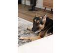 Adopt Zeus a Black - with Tan, Yellow or Fawn German Shepherd Dog / Mixed dog in