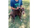Adopt Bonita a Brown/Chocolate - with White Mixed Breed (Medium) / Mixed dog in