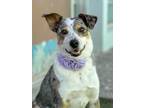 Adopt Sandy a Australian Cattle Dog / Mixed dog in Vallejo, CA (41487878)