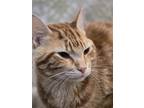 Adopt Hotrod a Orange or Red Tabby Tabby (short coat) cat in Las Vegas