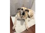Adopt Lady a Tan/Yellow/Fawn - with Black Mutt / Mountain Cur / Mixed dog in