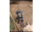 Adopt Demon a Black - with Tan, Yellow or Fawn Cane Corso / Cane Corso / Mixed