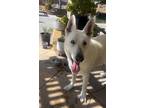 Adopt Neo a White German Shepherd Dog / Mixed dog in Murrieta, CA (41487782)