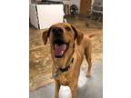 Adopt Growler a Tan/Yellow/Fawn Labrador Retriever / Golden Retriever / Mixed