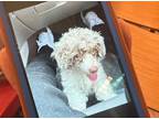 Adopt Fluffy a Brown/Chocolate - with White Poodle (Standard) / Mixed dog in