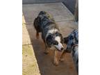 Adopt Sally a Merle Australian Shepherd / Mixed dog in Central Point