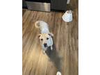 Adopt Melly a Tan/Yellow/Fawn - with White Labrador Retriever / American Pit