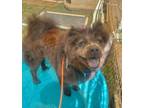Adopt Addy a Black Chow Chow / Mixed dog in Ventura, CA (41487423)