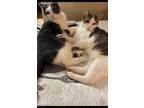 Adopt Kiro & Goku a Gray or Blue (Mostly) Domestic Mediumhair / Mixed (medium