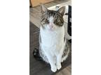Adopt Lucas a Brown Tabby Domestic Shorthair / Mixed cat in Sicklerville