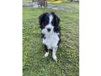 Adopt Maverick a Tricolor (Tan/Brown & Black & White) Australian Shepherd /