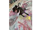 Adopt Asta a Black Doberman Pinscher / Poodle (Standard) / Mixed dog in Atlanta